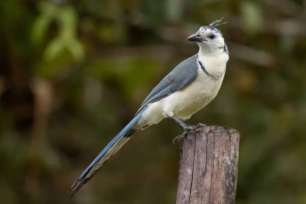 stock image The blue jay (Cyanocitta cristata) is a passerine bird in the family Corvidae, native to eastern North America. It lives in most of the eastern and central United States.