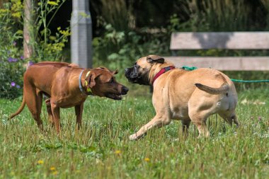 Şehir parkındaki yeşil bir çayırda iki köpek oynuyor. Rodezyalı Ridgeback ve Bullmastiff oynuyorlar ve güneşli bir yaz gününde birlikte eğleniyorlar. Doğada aktif ve enerjik evcil hayvanlar. Krakow, Polonya.