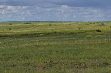 Bahar bozkırlarının sonsuz genişlikleri. Bozkır ovasından uzak ufuklar. Çiçekli çimenli tarlanın üstündeki gökyüzü. Resimli kırsal alan. Doğal halı. Odessa bölgesi, Ukrayna.