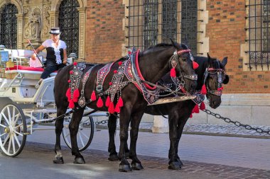 Krakow, Poland - July 25, 2022: Woman inviting to take tour on horse-drawn carriage. Traditional horse-drawn mode of transport in the tourist center. Horse carriages at main square in Krakow. Travel.