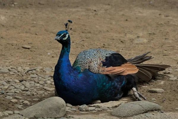 Uzun Kuyruklu Tüylü Muhteşem Bir Tavus Kuşu Parkta Yürüyor Güzel — Stok fotoğraf