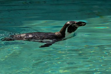 Swimming in the turquoise water, the Humboldt penguin is a medium-sized penguin. It lives in South America, its range mainly includes most of the coast of Peru. Chilean Penguin or Patranka.