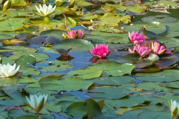 Beautiful pink and white water lily or lotus flowers in a pond. They are excellent permanent inhabitants of water gardens. Warm summer sunny day. Colorful summer landscapes with water flowers.
