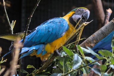 Large colorful South American macaw ara parrot sitting outdoor close up. A large bird that lives in the wild in the tropical jungle with large colorful plumage.