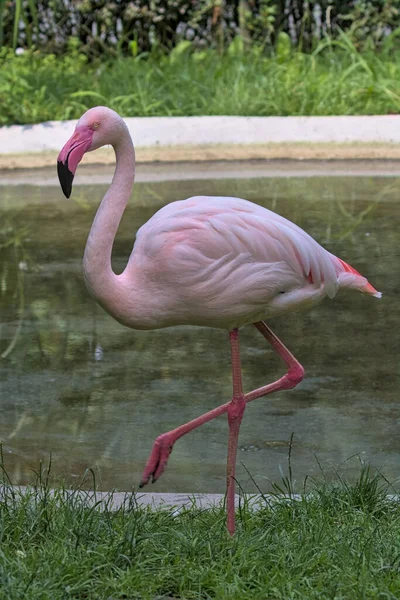 A pink flamingo stands near a pond. Flamingos or flamingoes are a type of wading bird. Flamingos usually stand on one leg while the other is tucked beneath their body.
