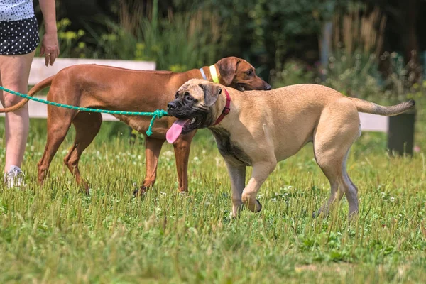Two dogs play on a green meadow in a city park. Rhodesian Ridgeback and Bullmastiff play and have fun together on a sunny hot summer day. Active and energetic pets in nature. Krakow, Poland.