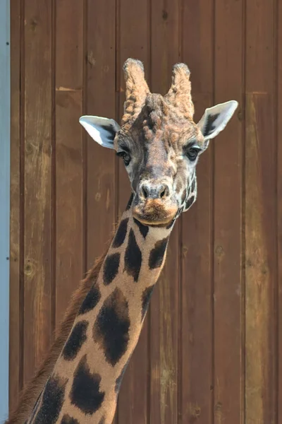 Head of a giraffe close-up on the background of a wall of wooden boards. The concept of wild animals. Vertical format.