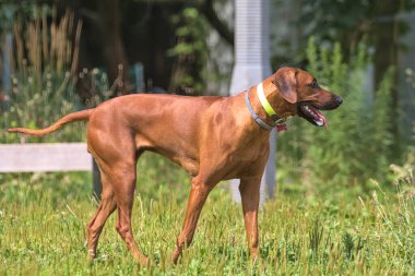 Rodezyalı Ridgeback şehir parkındaki ara sokakta yürüyor. Güzel dişi köpek rodezyan ridgeback dışarıda. Krakow, Polonya.