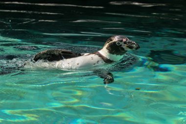 Turkuaz suda yüzen Humboldt pengueni orta büyüklükte bir penguendir. Güney Amerika 'da yaşar, geniş bir yelpazesi vardır ve Peru kıyılarının çoğunu kapsar. Şili Pengueni veya Patranka.