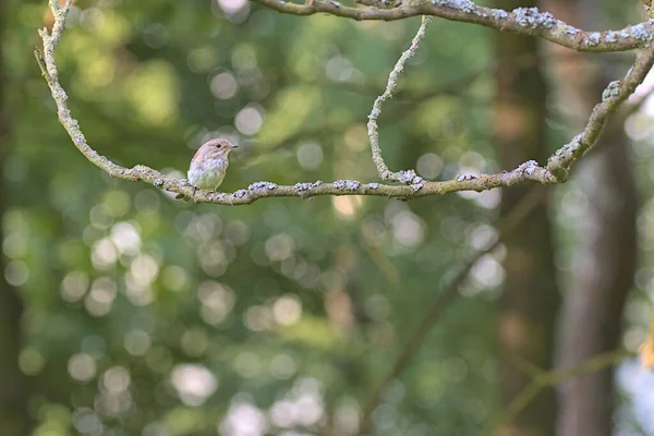 Wild gray flycatcher sits on a branch. Moss on a branch. Fantastic blurred background. The gray flycatcher from the flycatcher family is a small passerine bird. Wild bird in natural habitat.