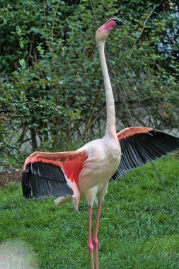 Yeşil arka planda açık kanatlı pembe flamingo. Flamingolar veya flamingolar bir tür dalıcı kuştur. Flamingolar genellikle bir bacakları üzerinde dururlar, diğer bacakları ise vücutlarının altında..