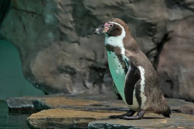 The Humboldt Penguin is a medium-sized penguin. It lives in South America, its range mainly includes most of the coast of Peru. Chilean or Peruvian penguin or Patranka.