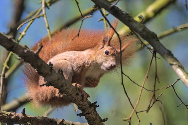 Young Squirrel sits on tree in summer. Beautiful and red-haired young squirrel sits on a tree branch in summer. Wildlife background. Close-up. Eurasian red squirrel,