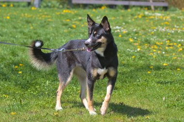Şehir parkında sabah yürüyüşü sırasında Lapponian çoban köpeği. Lapsk vallhund, Finlandiya kökenlidir. Evcil hayvanlar. Güneşli bir gün. Yakın plan..
