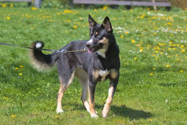Lapponian herder dog during a morning walk in the city park. The Lapsk vallhund originated in Finland. Pets. Sunny day. Close-up. clipart