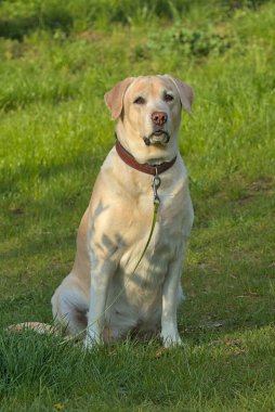 Parkta yürüyen sevimli Labrador av köpeği. Popüler köpek cinsi. Evcil hayvanlar. Yakın plan. Metin için yer.