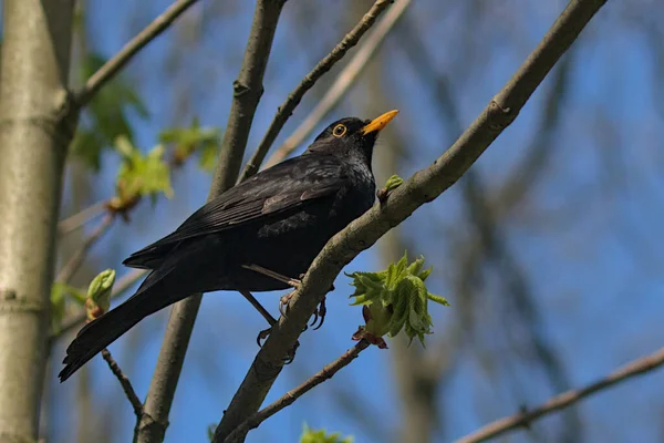 Blackbird Bird Sits Branch Blue Sky Little Songbird Thrush City — Stock Photo, Image
