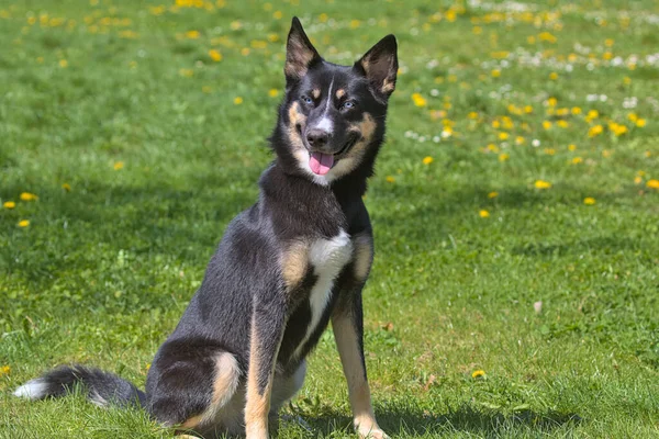 stock image Lapponian herder dog during a morning walk in the city park. The Lapsk vallhund originated in Finland. Pets. Sunny day. Close-up.