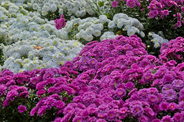 Grande Canteiro Flores Crisântemos Vermelhos Brancos Brilhantes Parque Outono Cores — Fotografia de Stock