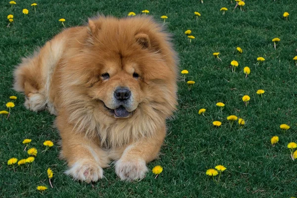Cão Bonito Raça Chow Chow Encontra Gramado Verde Belo Cão — Fotografia de Stock