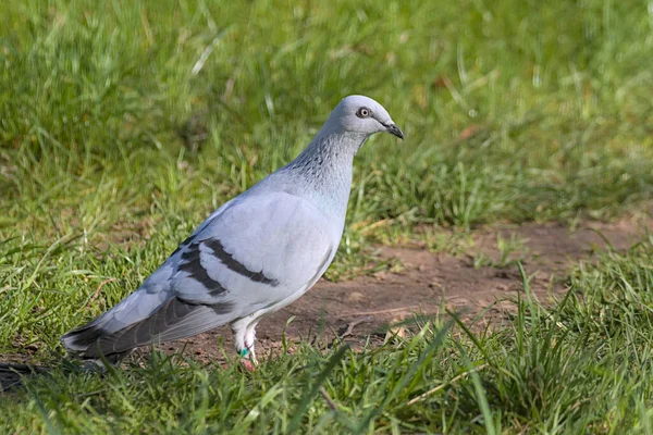 Eine Prächtige Weiße Taube Sucht Park Nach Nahrung Eistaube Stadtvögel — Stockfoto