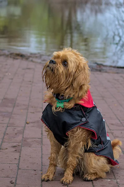 Cão Belga Decorativo Griffin Roupas Inverno Para Passeio Parque Cidade — Fotografia de Stock