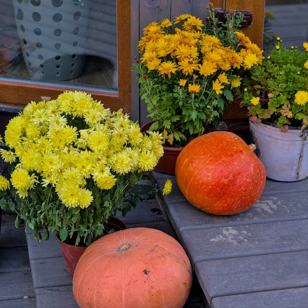 Harvest Festival Bouquets Bright Chrysanthemums Located Orange Pumpkins Different Sizes — Stock Photo, Image