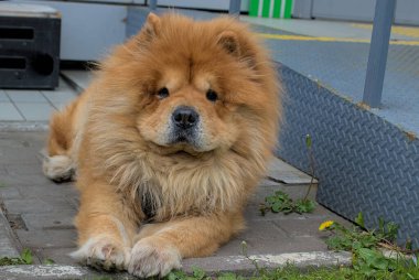 Kaldırımda tatlı bir chow-chow chow köpeği yatıyor. Dışarıdaki güzel köpek fotoğrafçıya bakıyor. Evcil hayvanlar. Yakın plan..