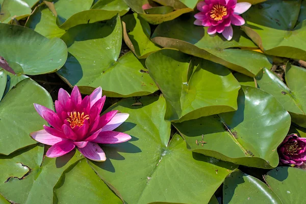 stock image Beautiful red water lily or lotus flowers in a pond. They are excellent permanent inhabitants of water gardens. Warm summer sunny day. Colorful summer landscapes with water flowers.