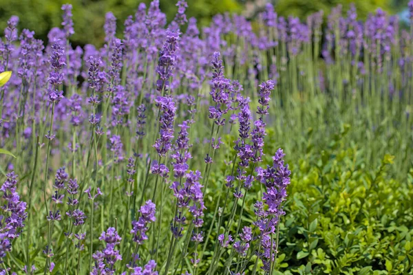 Flowering Bushes Lavender Plantation Color Lavender Field City Park Kyiv — Stock Photo, Image