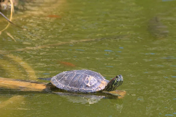 Red Eared Tortoise Its Head Basking Bright Sun Log Pond — Stock Photo, Image