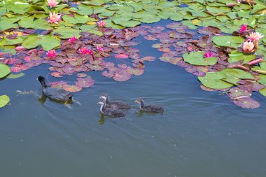 Bir ördek ailesi, yetişkin bir ördek ve yeni doğmuş ördek yavruları suda yüzüyor. Avrasyalı yaban ördeği. Güzel pembe ve beyaz nilüferler veya göletteki nilüfer çiçekleri. Renkli vahşi yaşam manzarası.