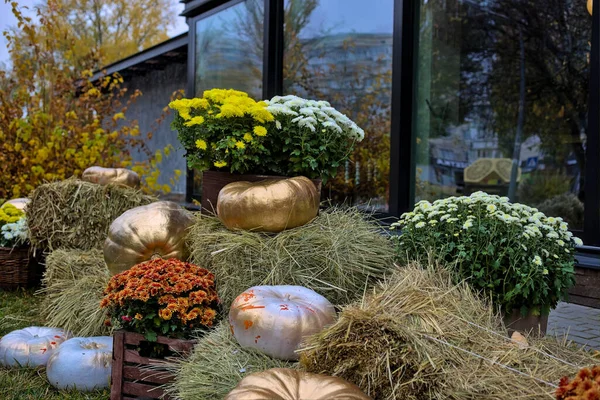 Harvest festival, bouquets of bright chrysanthemums are located near colored pumpkins of different sizes. Bright colors of autumn decor set outdoors. Halloween, season and holiday concept.