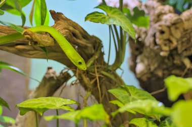 Yeşil mamba (Dendroaspis viridis), dalda yatan zehirli bir yılan. Afrika 'nın vahşi yaşamı.