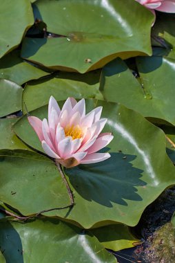 Yeşil yaprakların arasında açan parlak pembe su zambağı. Su bahçelerinin mükemmel bir daimi sakinidir. Sıcak yaz güneşli bir gün. Su çiçekleri olan renkli yaz manzarası.