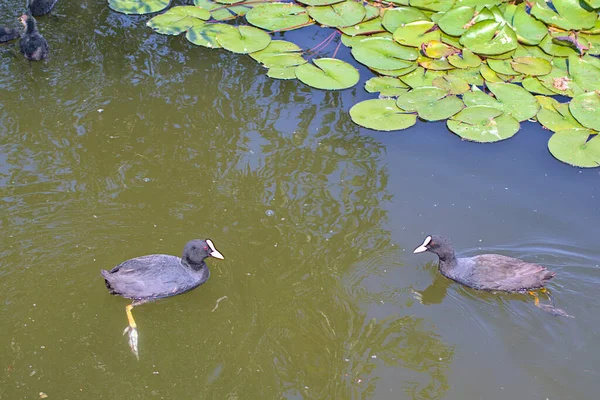 Dois Patos Adultos Nadam Água Coot Eurasiano Lindos Lírios Água — Fotografia de Stock