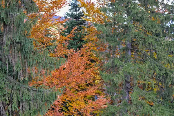 Herbstliche Berglandschaft Den Ukrainischen Karpaten Ein Leuchtend Orangefarbener Baum Umgeben — Stockfoto