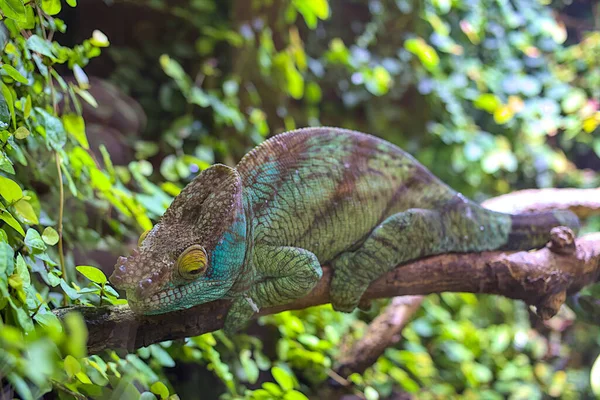 Adult Parson Chameleon Climbs Tree Branches Madagascar Wildlife Animal Blurred — Stock Photo, Image