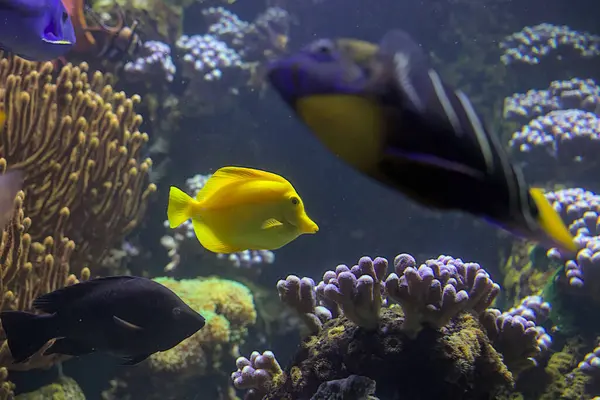 A bright yellow fish swims between aquarium plants. Sea fish. Great aquarium decoration.