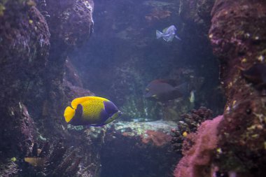 Ateş Meleği ya da turuncu melek akvaryum bitkileri arasında yüzer. Deniz balığı. Büyük akvaryum dekorasyonu.