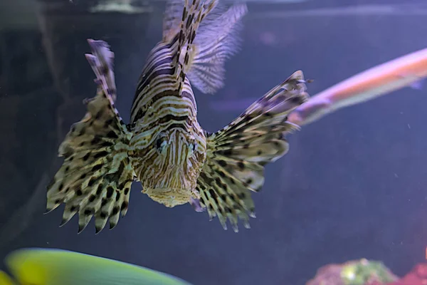 Lionfish, also striped lionfish, or zebra fish in blue sea water - one of the dangerous coral reef fish. Marine life, exotic fish, subtropics.