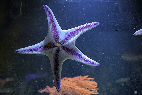 Purple spiny starfish in the water. Sea life, bright exotic creatures.