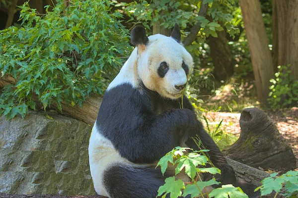 Olbrzymia Panda Jedząca Pędy Liście Bambusa Olbrzymia Panda Znana Również — Zdjęcie stockowe