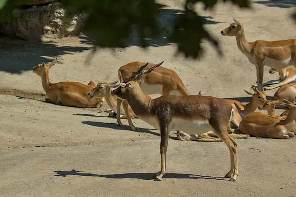 Antelope Garna Una Delle Poche Antilopi Cui Maschi Femmine Hanno — Foto Stock