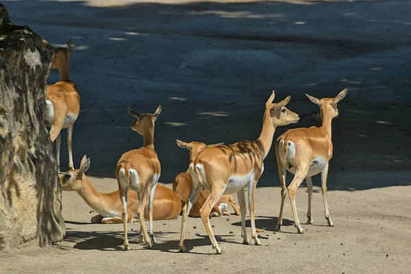 Antelope Garna Uno Los Pocos Antílopes Cuyos Machos Hembras Tienen —  Fotos de Stock