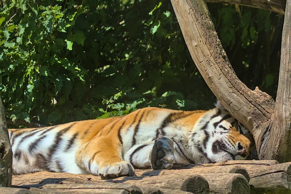 Portret Syberyjskiego Tygrysa Przymusowo Kłamie Odpoczywa Piękny Potężny Duży Tygrys — Zdjęcie stockowe