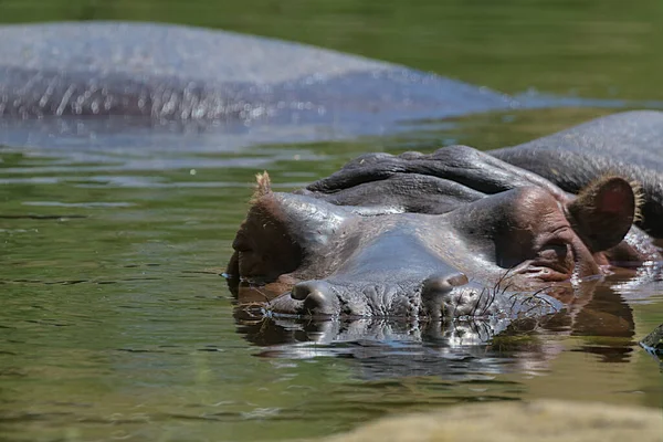 Common hippopotamus in the water. Portrait of an amphibian hippo. These dangerous large herbivores live in the African savanna, on the banks of rivers and lakes. Beauty in nature.