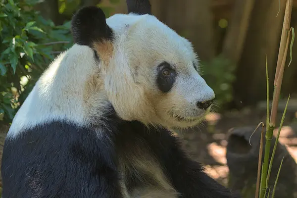 Olbrzymia Panda Jedząca Pędy Liście Bambusa Olbrzymia Panda Znana Również — Zdjęcie stockowe