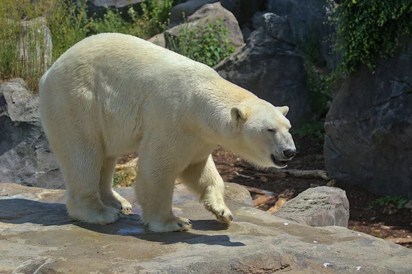 북극곰이 공원에서 산책합니다 야생에서 그들은 지구상에서 포식자 하나입니다 — 스톡 사진