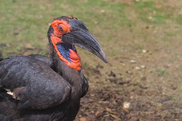 Close-up of a red-billed Kaffir Horned Raven in profile. Horned raven on a blurred background.